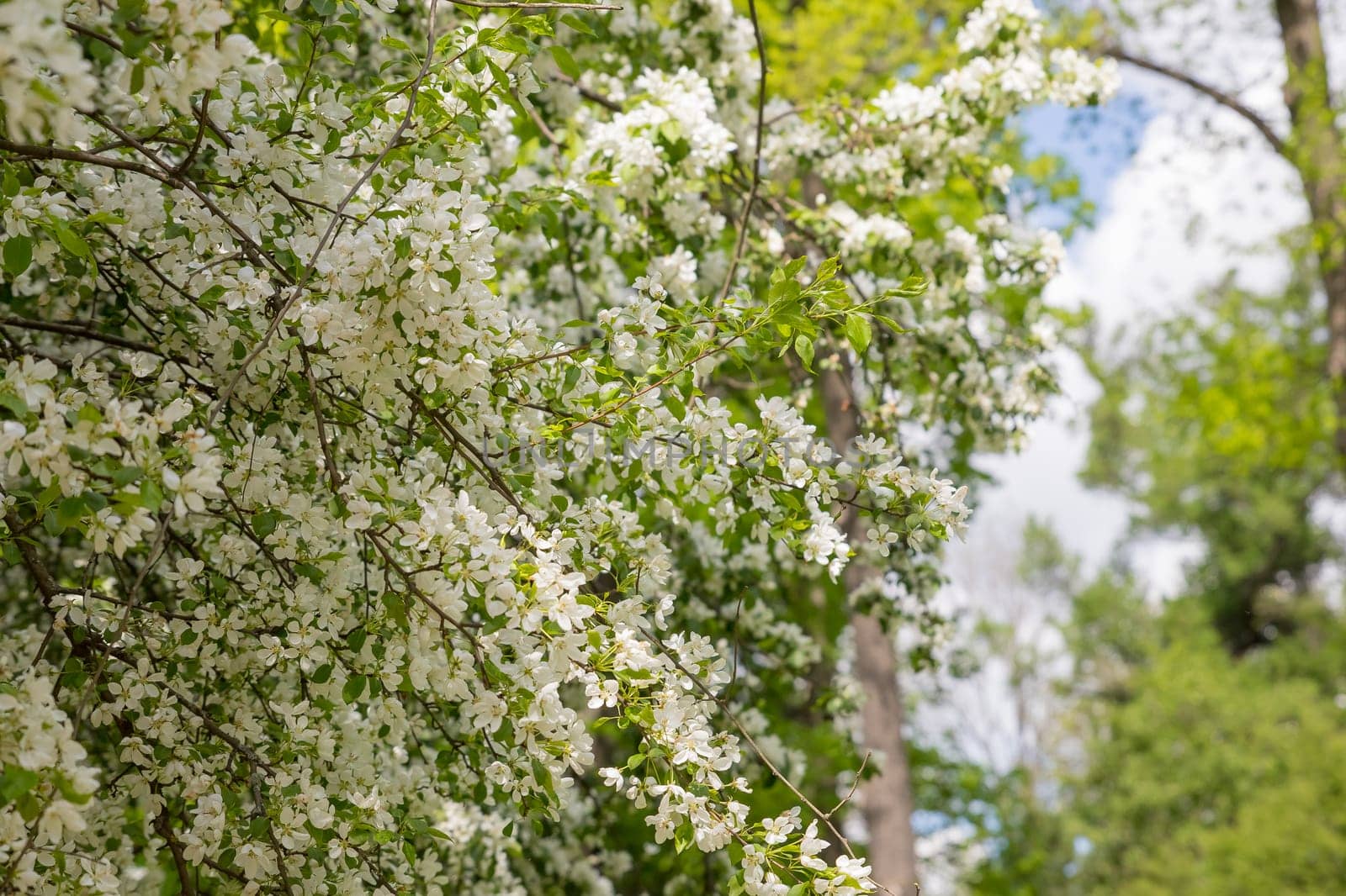 Beautiful flowering tree branches in the sun. Spring background with space to copy. Selective focus.