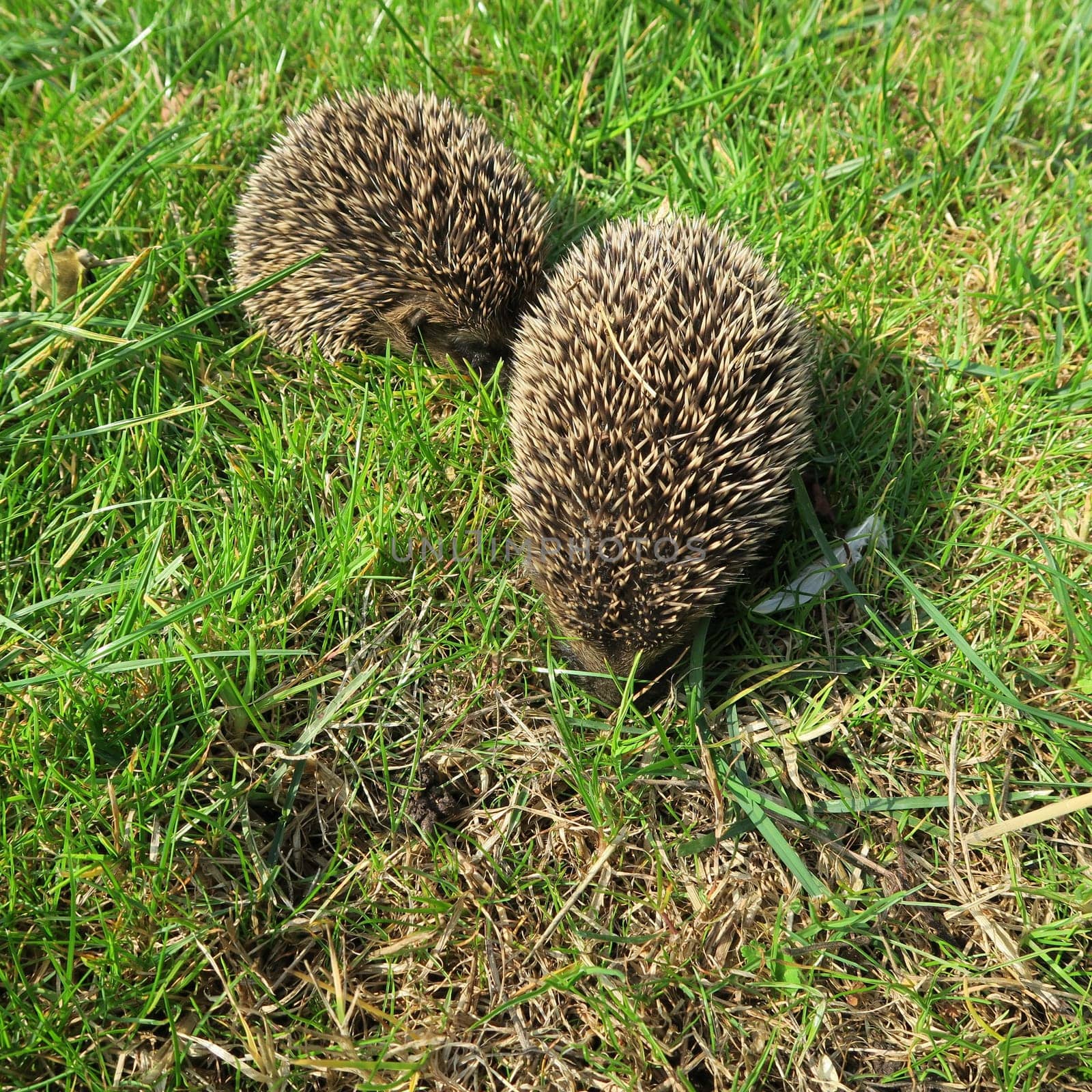 ailing, animal, common, diseases, domestic, environment, garden, grass, hedgehog, illness, mammal, nature, new, nocturnal, nzl, physical, prickly, rodent, sick, spiny, suffer, walking, wild, wildlife, zealand