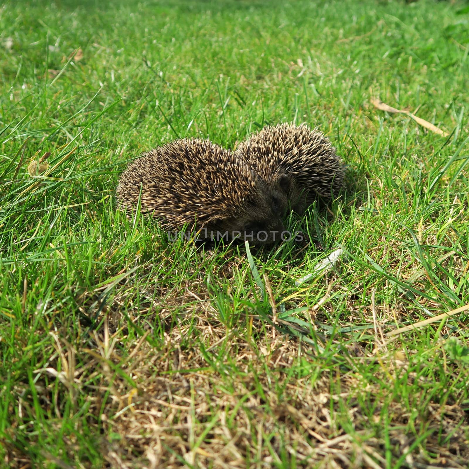 ailing, animal, common, diseases, domestic, environment, garden, grass, hedgehog, illness, mammal, nature, new, nocturnal, nzl, physical, prickly, rodent, sick, spiny, suffer, walking, wild, wildlife, zealand