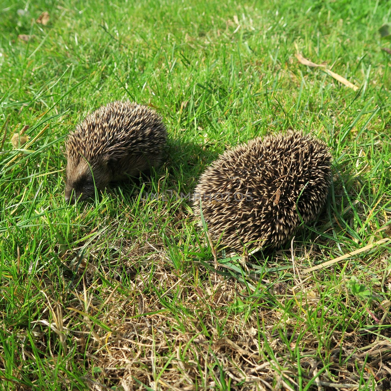 ailing, animal, common, diseases, domestic, environment, garden, grass, hedgehog, illness, mammal, nature, new, nocturnal, nzl, physical, prickly, rodent, sick, spiny, suffer, walking, wild, wildlife, zealand