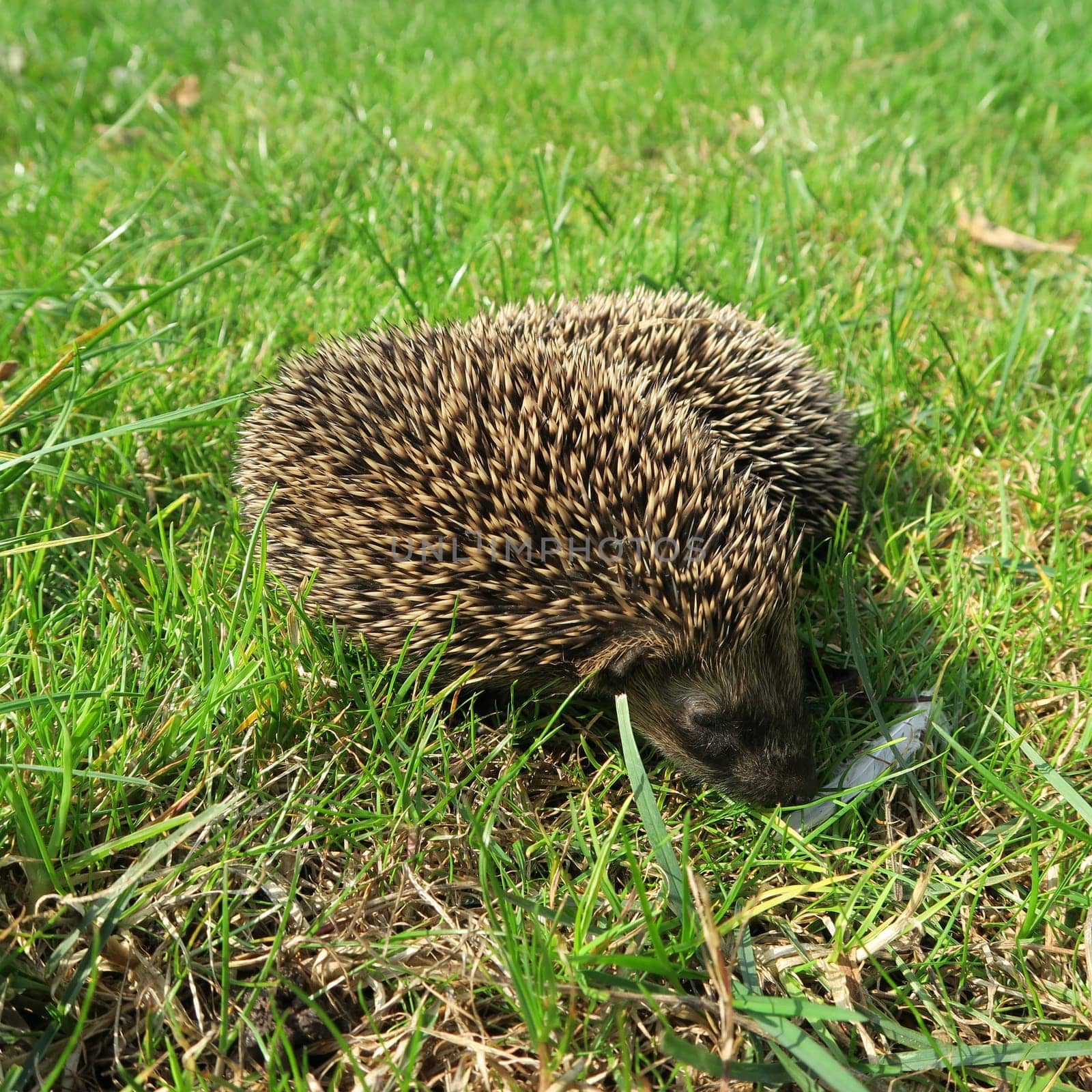 ailing, animal, common, diseases, domestic, environment, garden, grass, hedgehog, illness, mammal, nature, new, nocturnal, nzl, physical, prickly, rodent, sick, spiny, suffer, walking, wild, wildlife, zealand