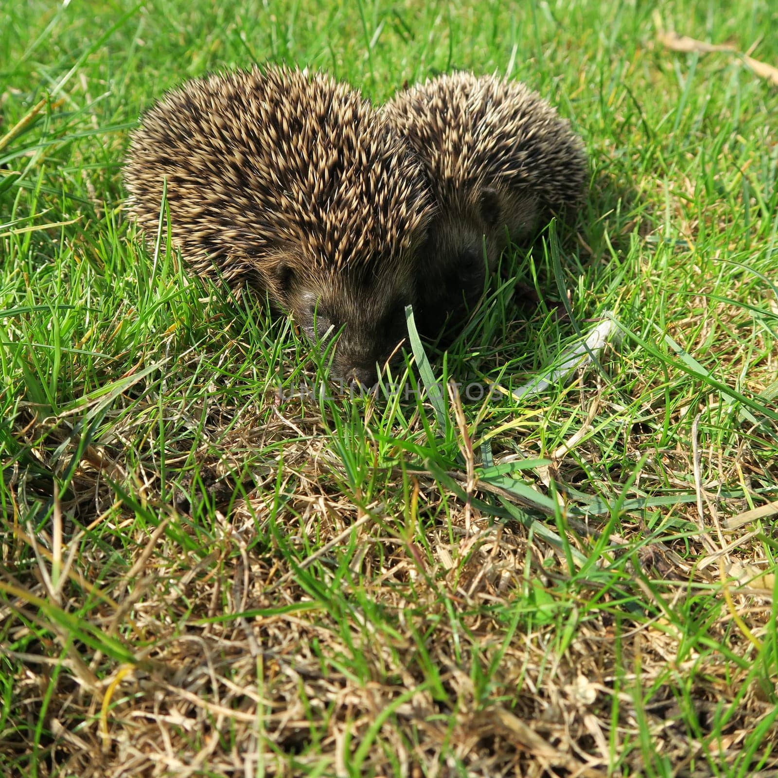 ailing, animal, common, diseases, domestic, environment, garden, grass, hedgehog, illness, mammal, nature, new, nocturnal, nzl, physical, prickly, rodent, sick, spiny, suffer, walking, wild, wildlife, zealand