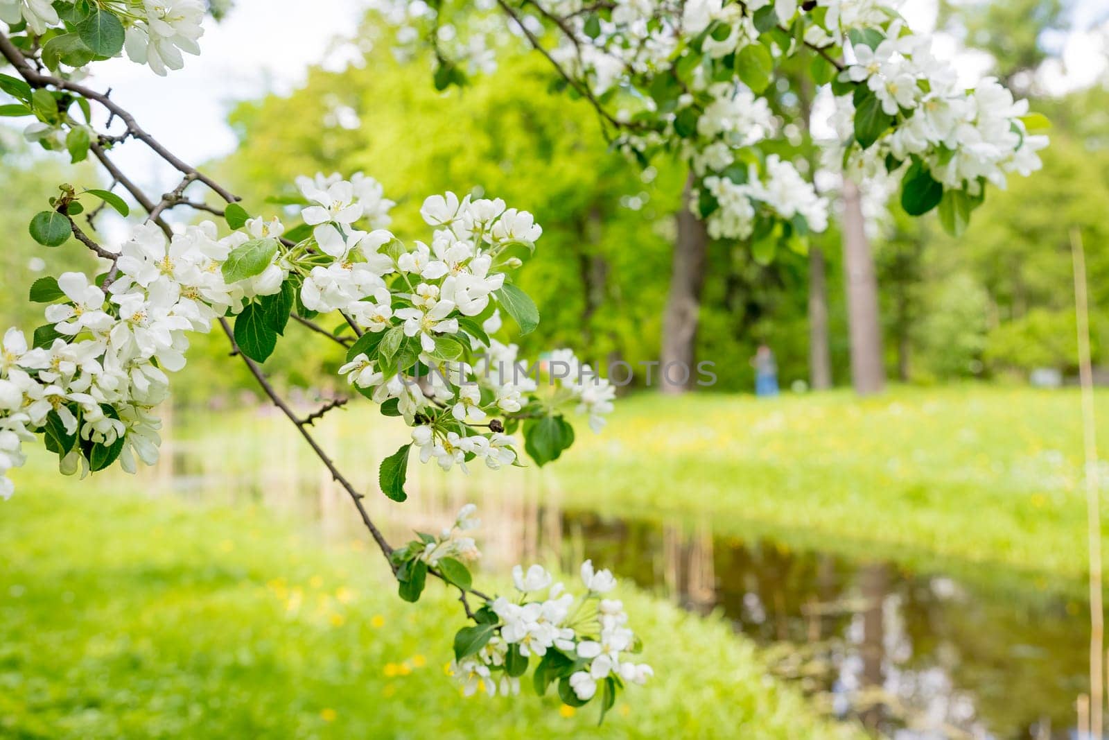Beautiful flowering tree branches in the sun. Spring background with space to copy. Selective focus.