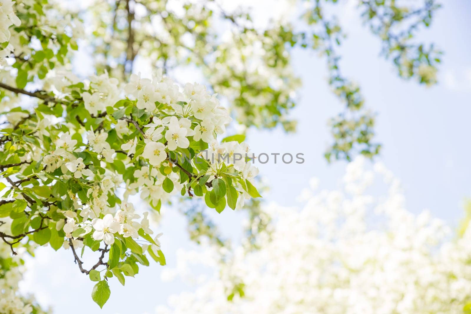 Beautiful flowering tree branches in the sun. Spring background with space to copy. Selective focus.