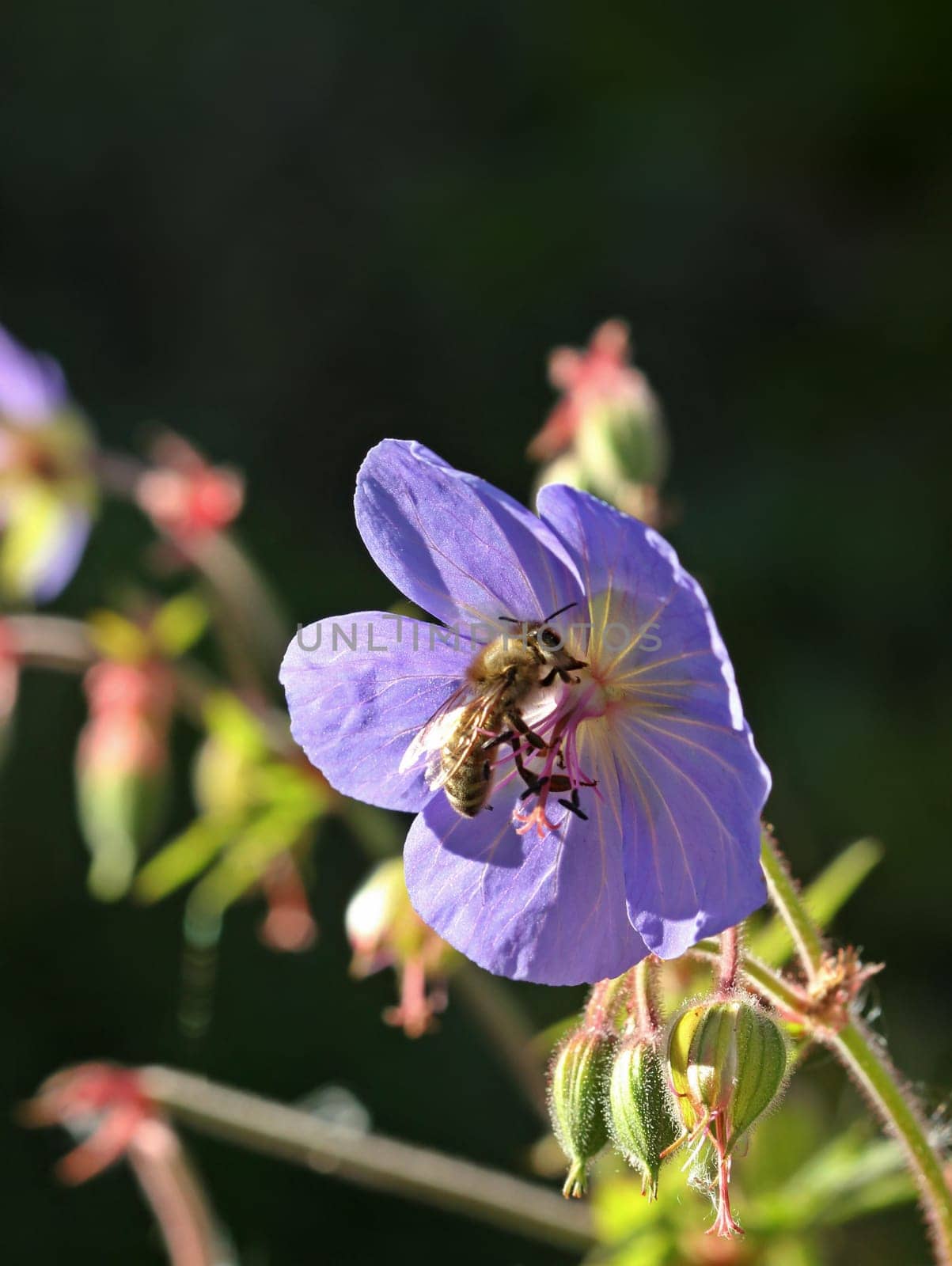 Meadow stork beak (Geranium pratense) with bee