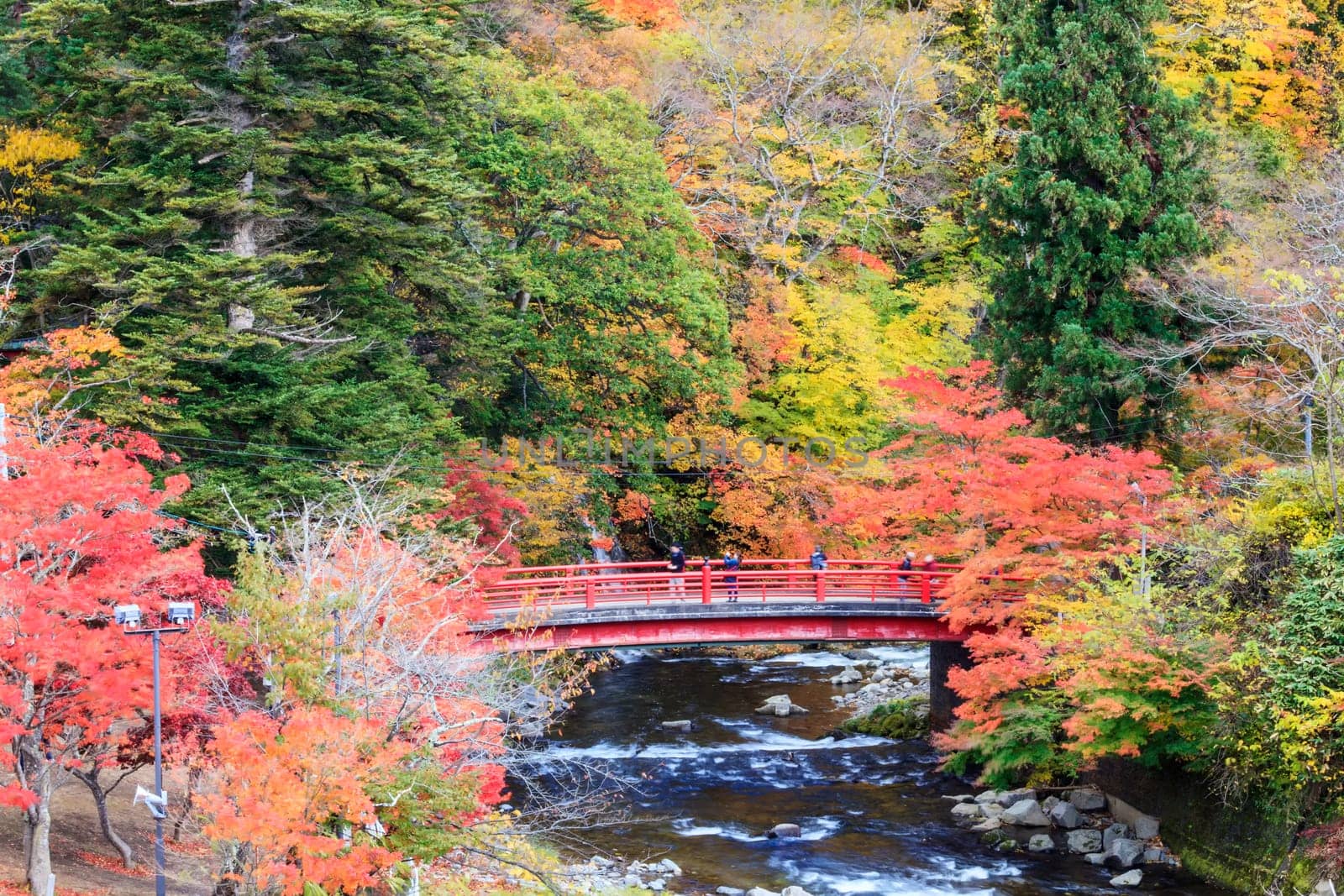 Maple tree in autumn, Japan