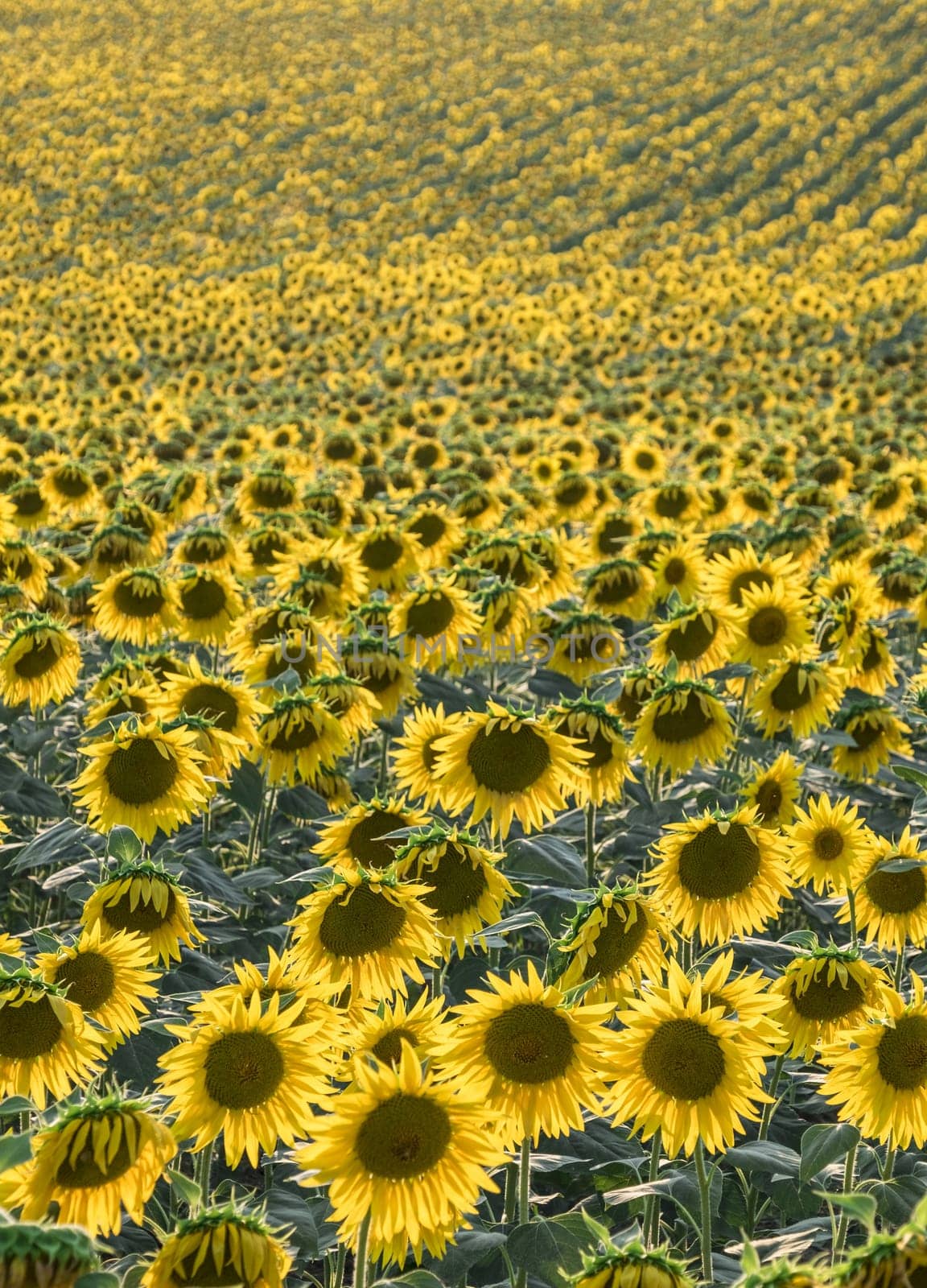 Sunflowers blooming in the countryside - shallow depth of field