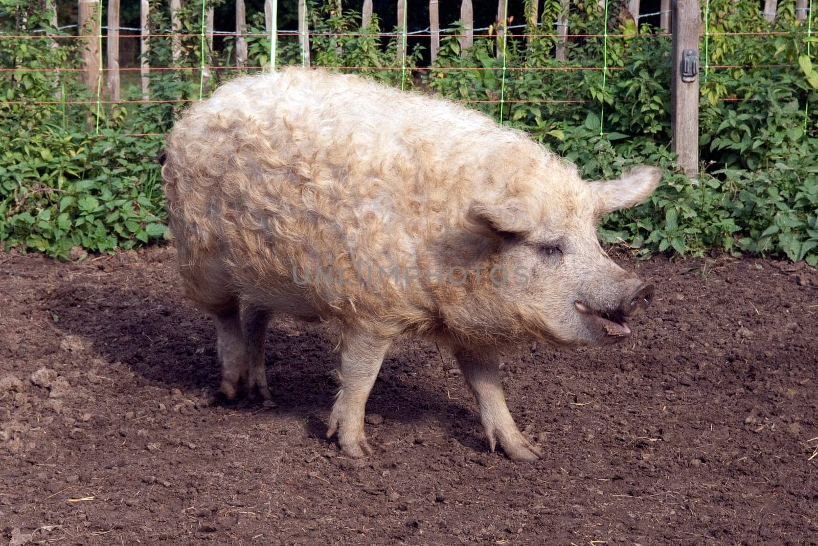 Wollschwein, Mangalica
