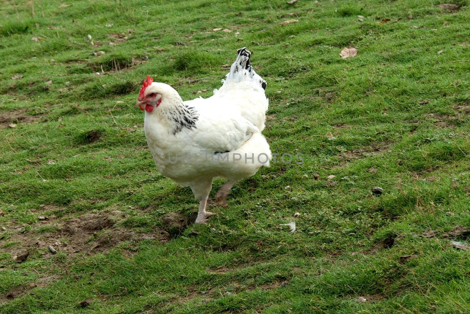 Legehuhn