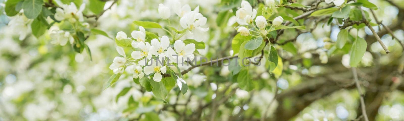 Beautiful flowering tree branches in the sun. Spring background with space to copy. Selective focus.