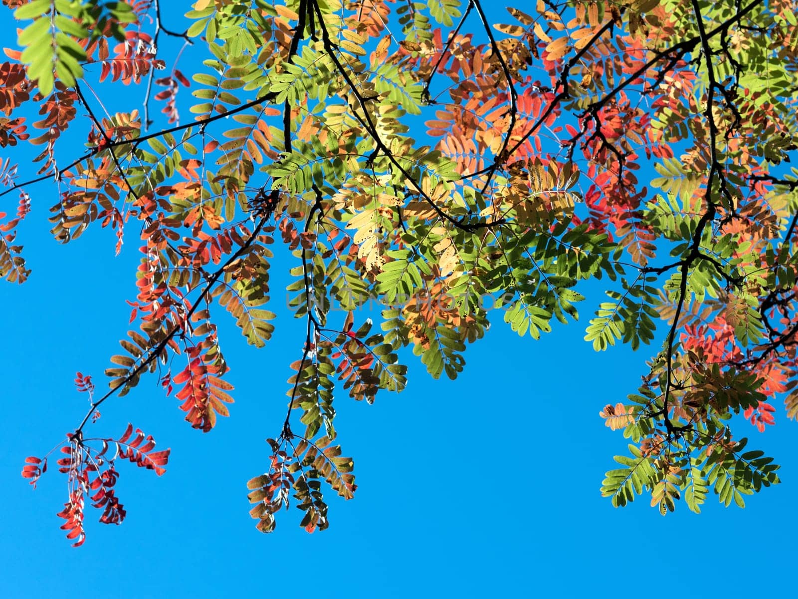 Ebereschenzweig in autumn light