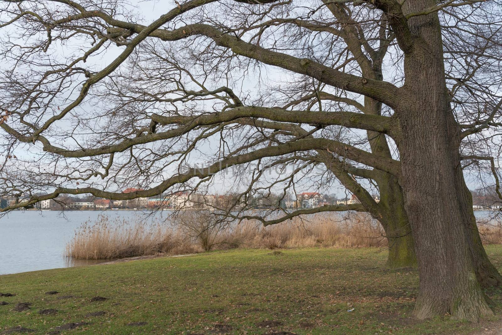 Oaks at the Deep Lake Potsdam