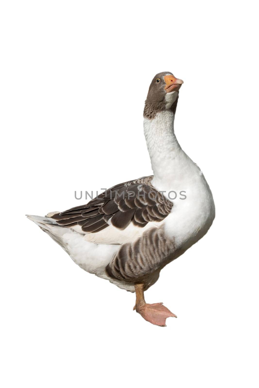 Pommerngaense