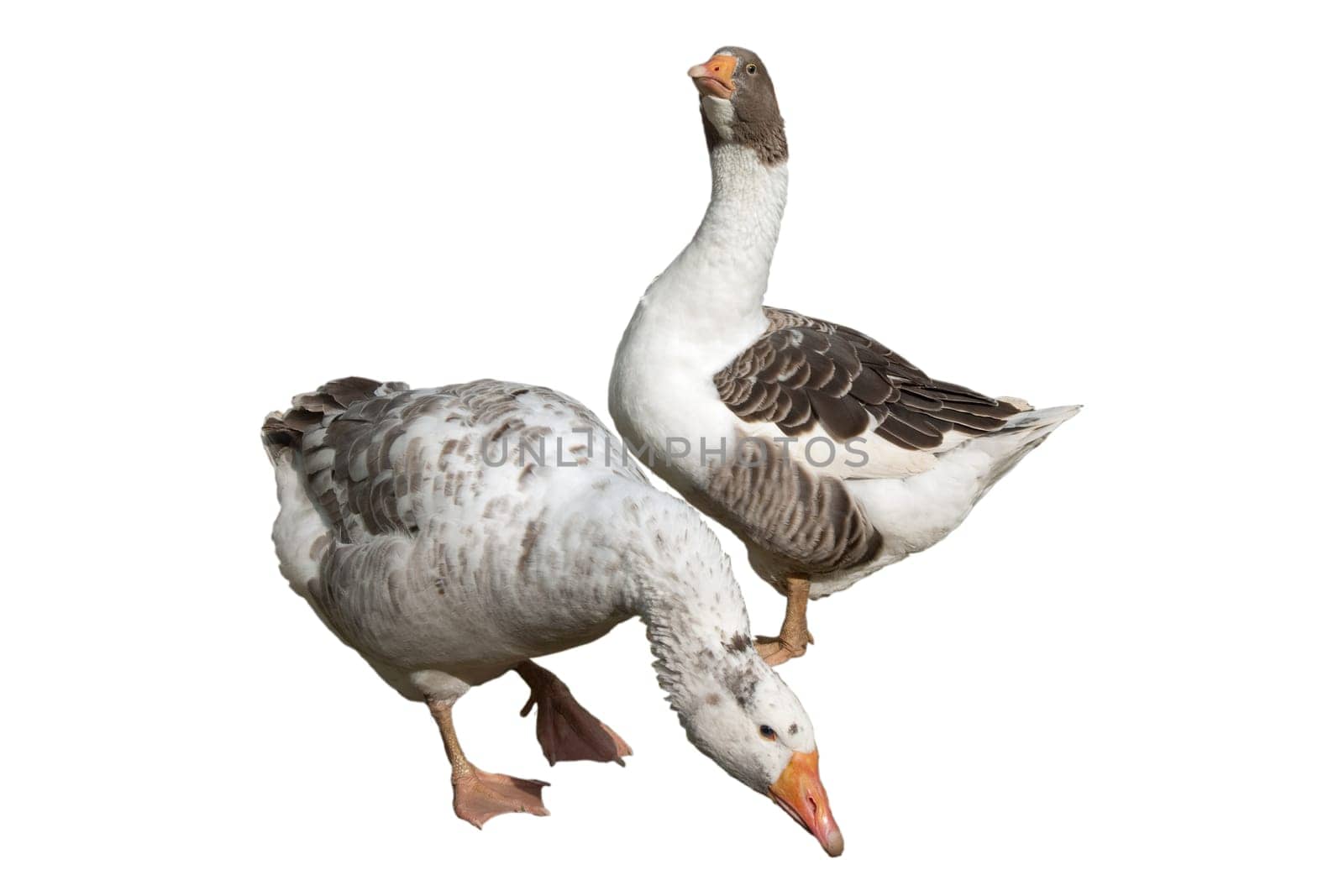 Pommerngaense