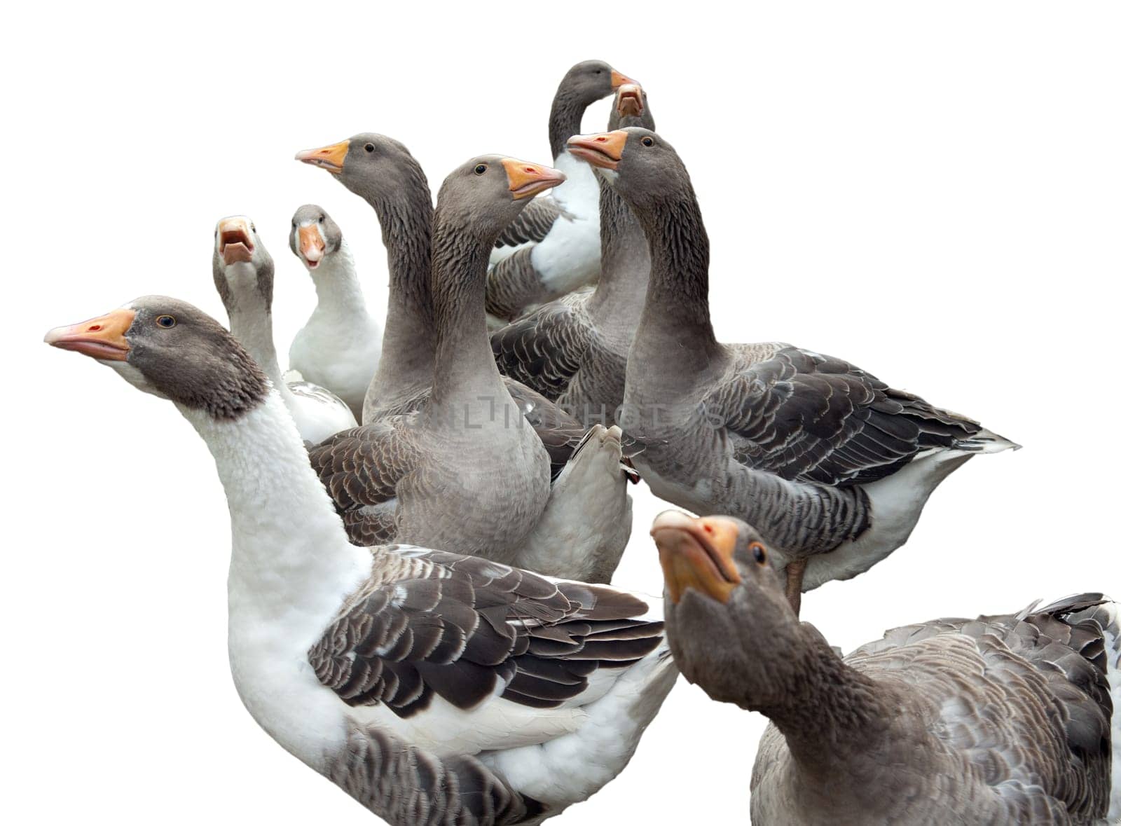 Pommerngaense