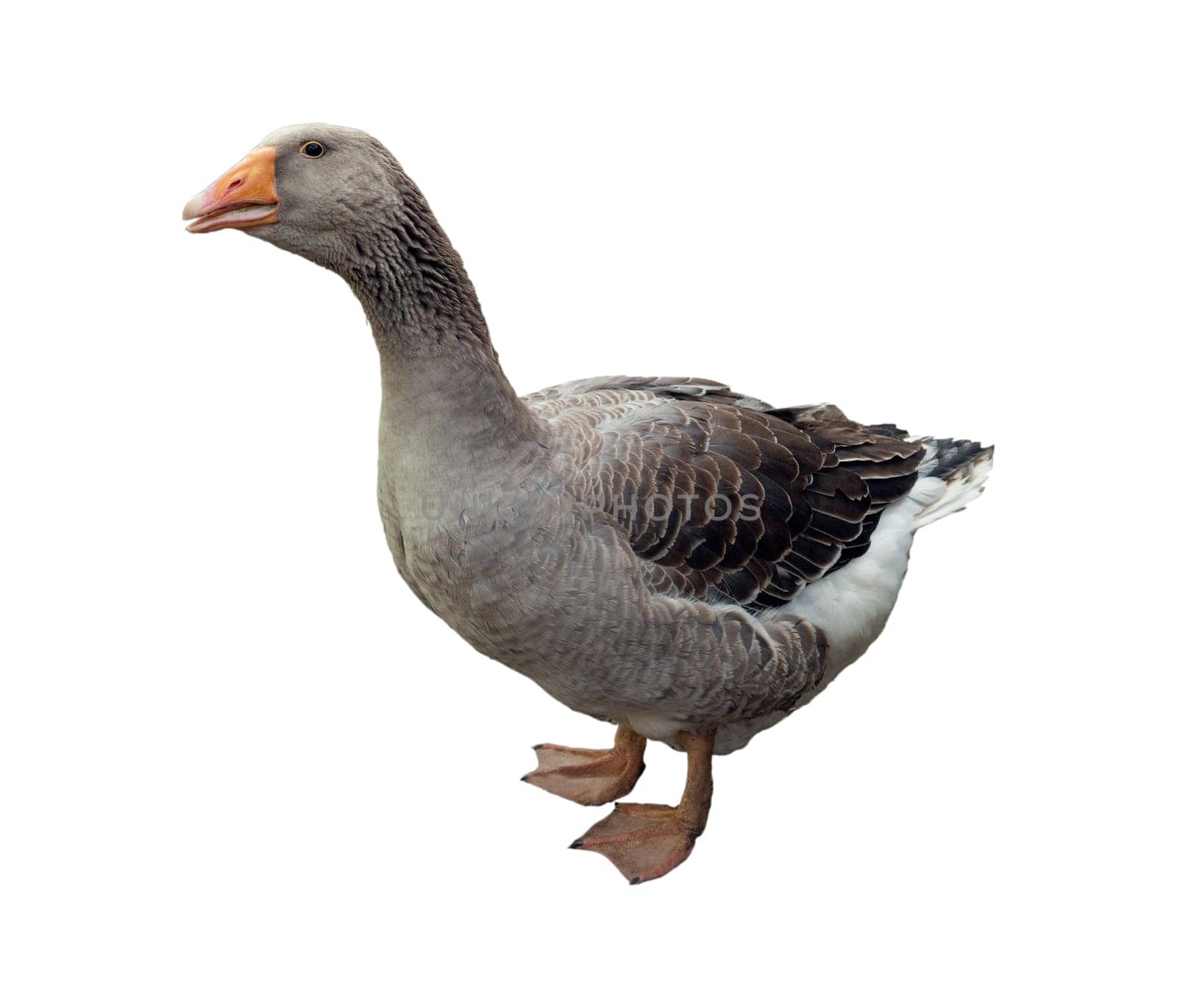 Pommerngaense