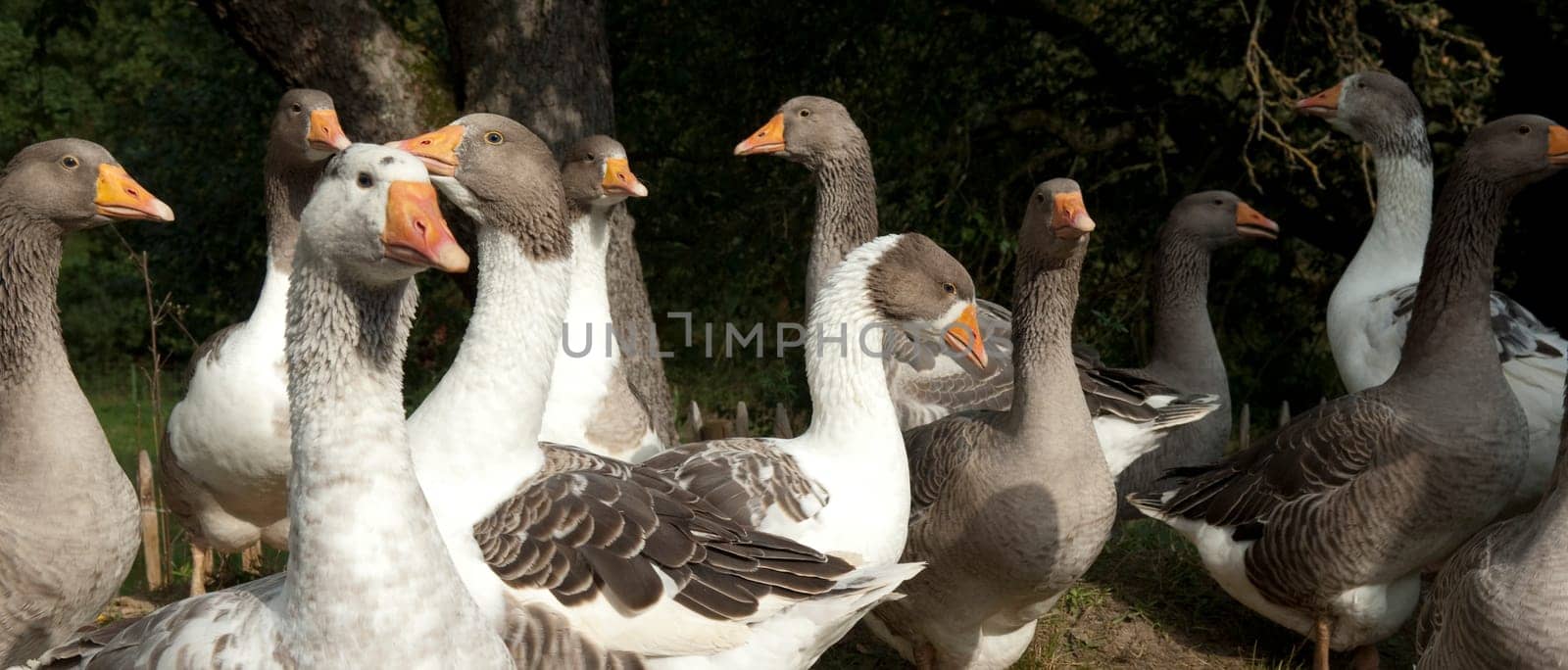Pommerngaense