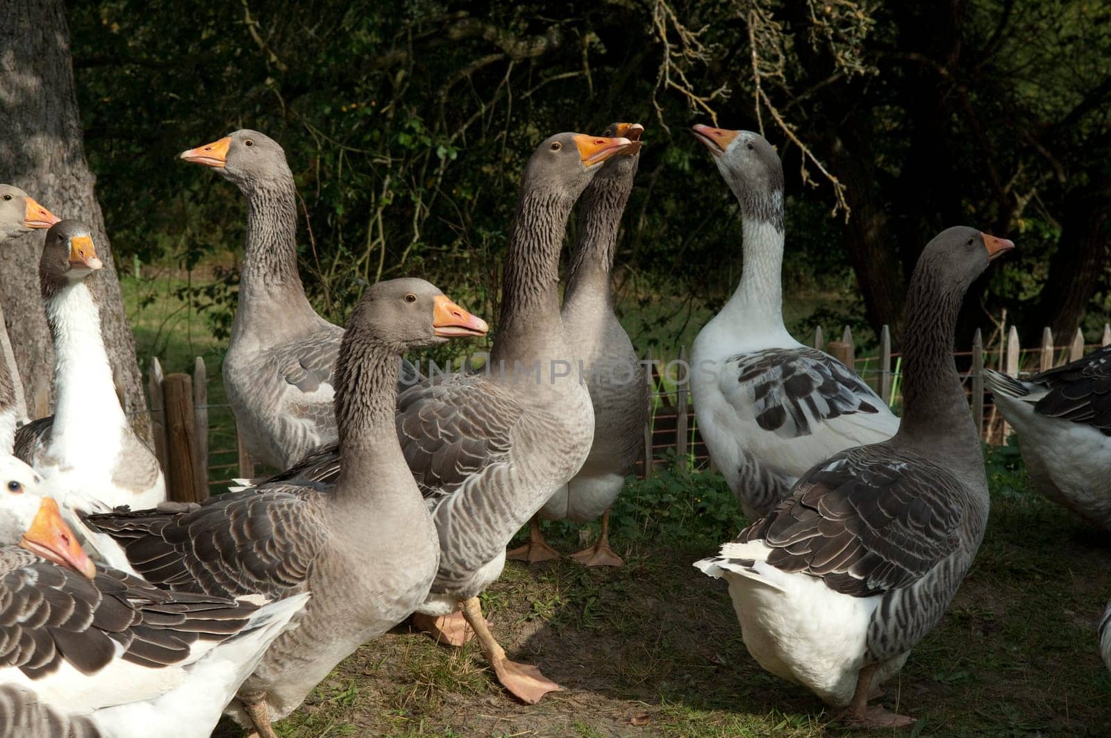 Pommerngaense