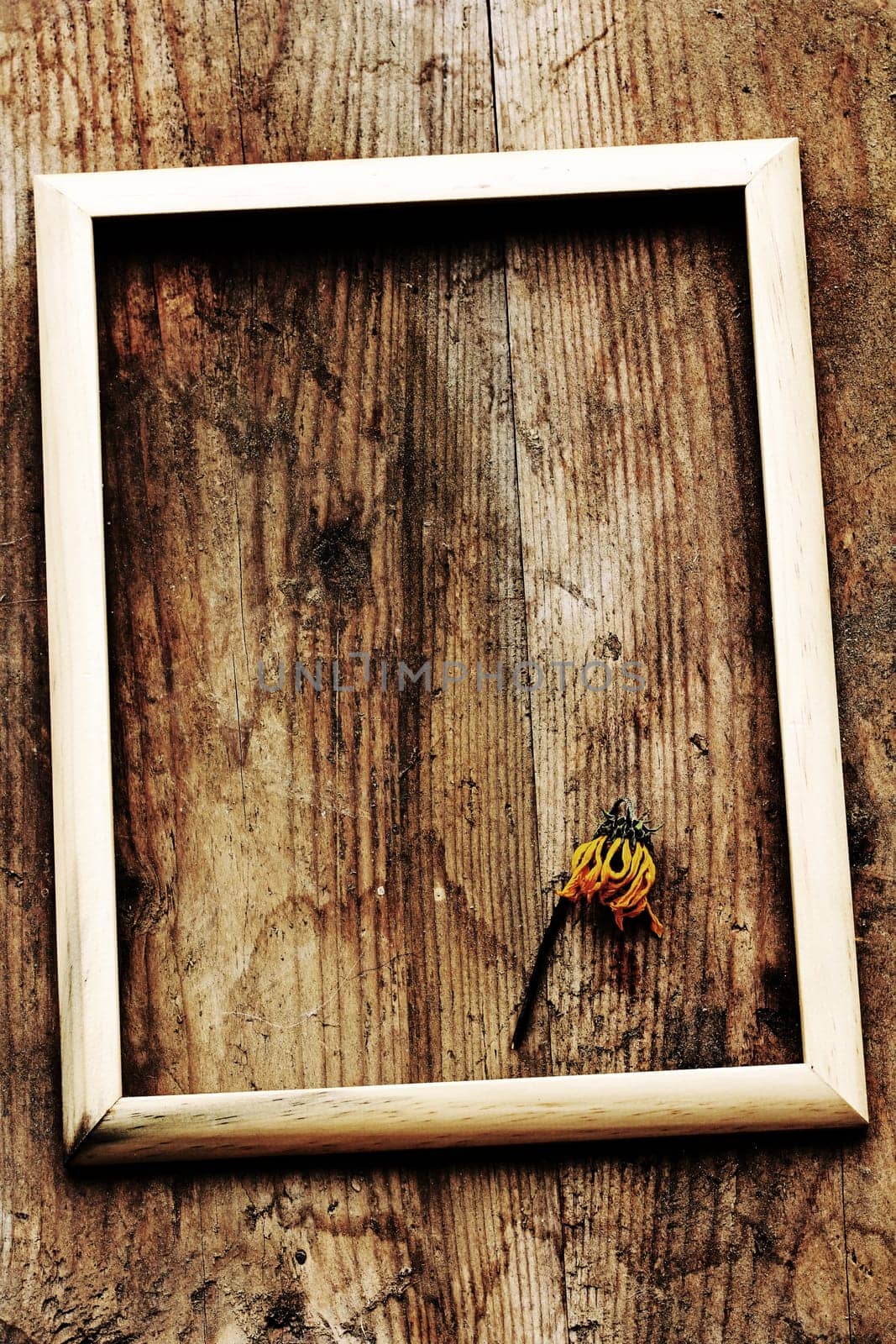 Ancient Art - A picture frame on an old wooden board with dried flower