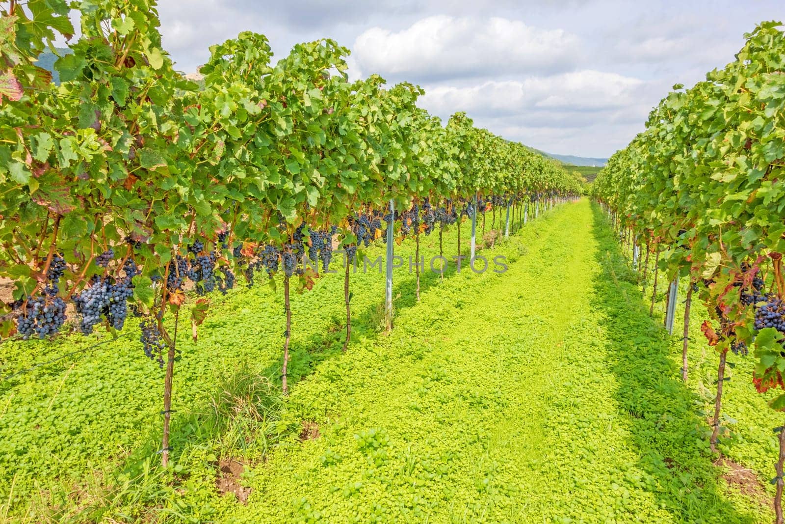 Red vine with ripe grapes in vineyard before harvest