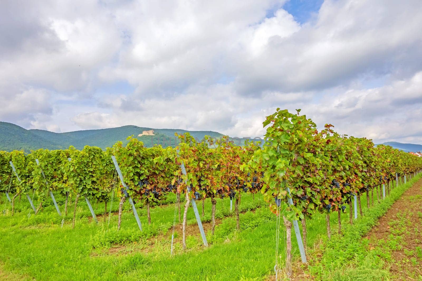 rows of grapes with castle Hambacher Schloss in the background