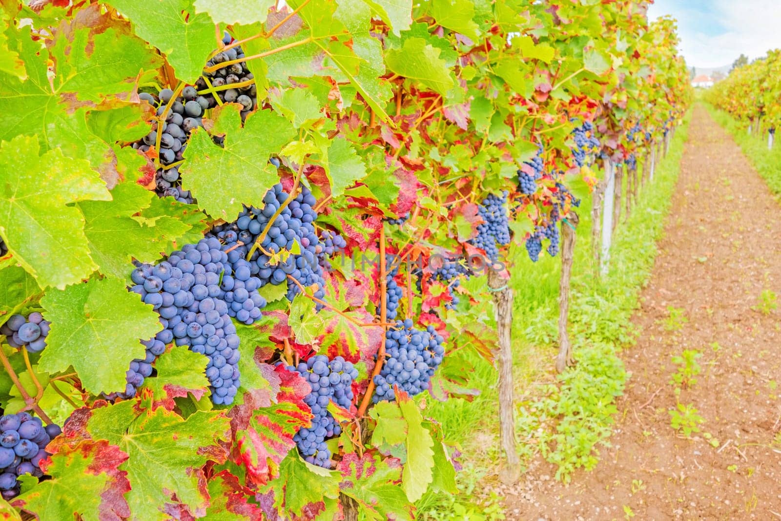 Vine with ripe grapes in vineyard before harvest