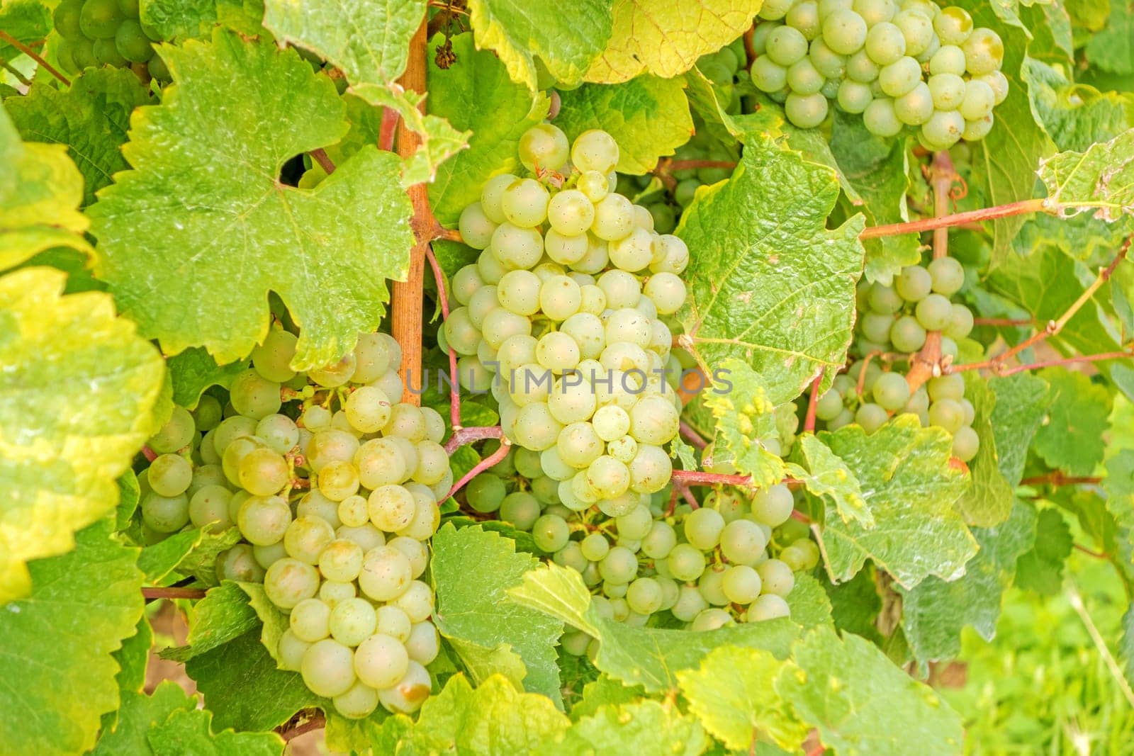 White vine with ripe grapes in vineyard before harvest