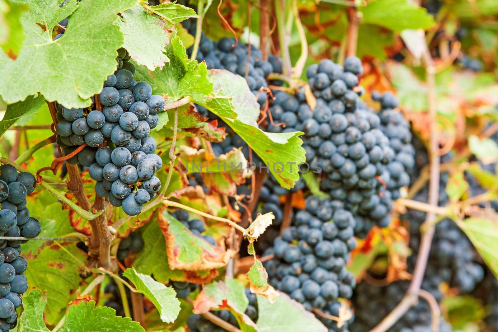 Red vine with ripe grapes in vineyard before harvest