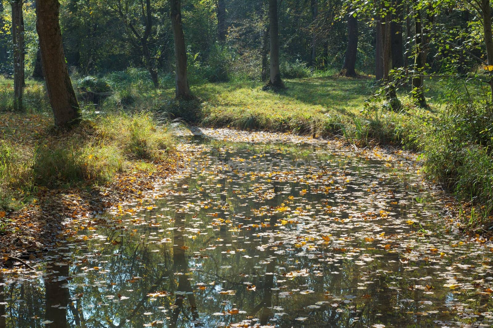 Woodland and Stream with Colorful Autumn Leaves