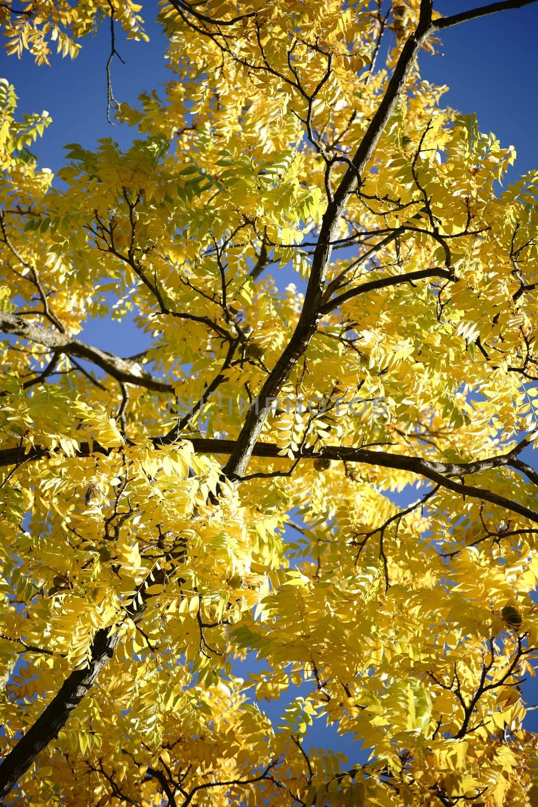 The canopy and the canopy of a black nut tree in autumn,Juglans nigra.