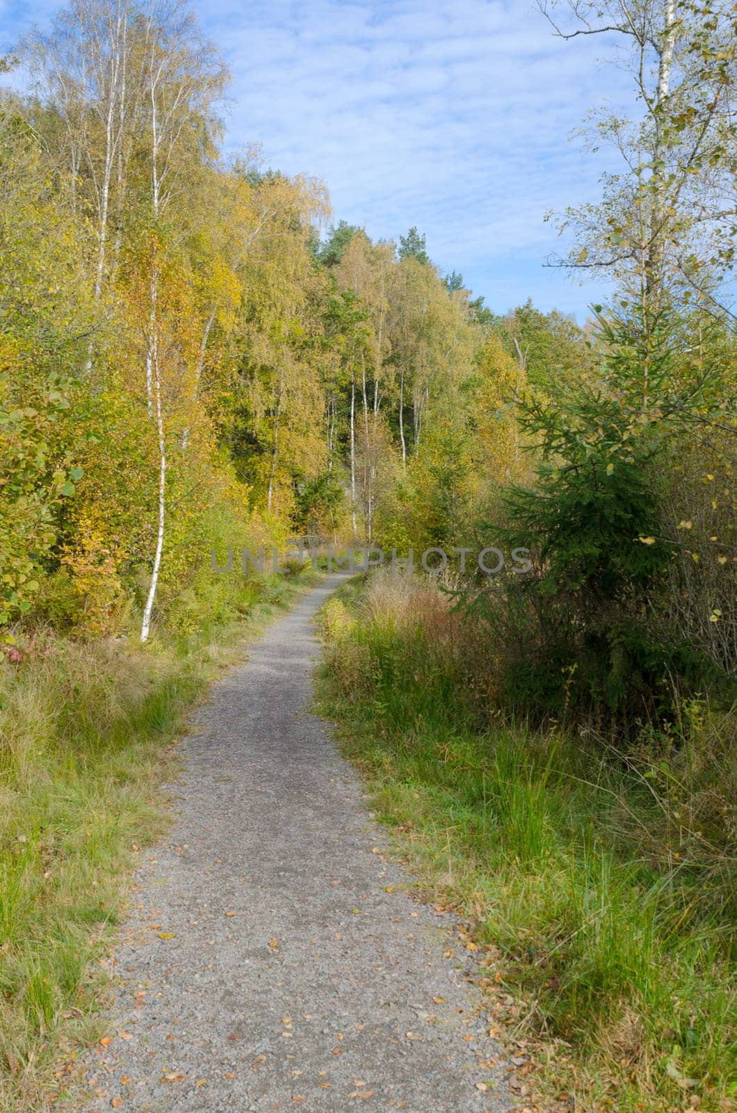 one athymn day the road in the forest many colors and beutiful