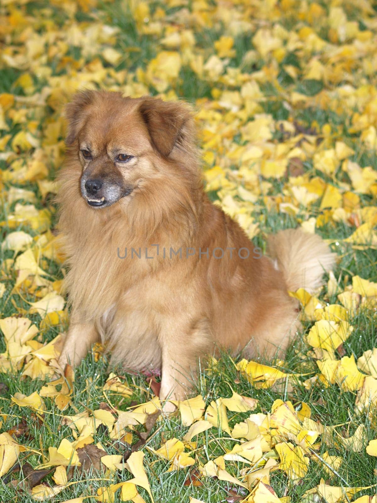 Foxy-Pekinkgese-Pinscher