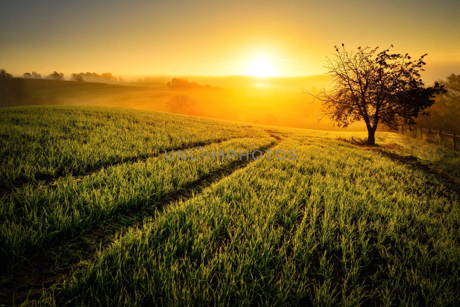 Hilly cultural landscape at sunrise,tracks in the meadow lead to the sun