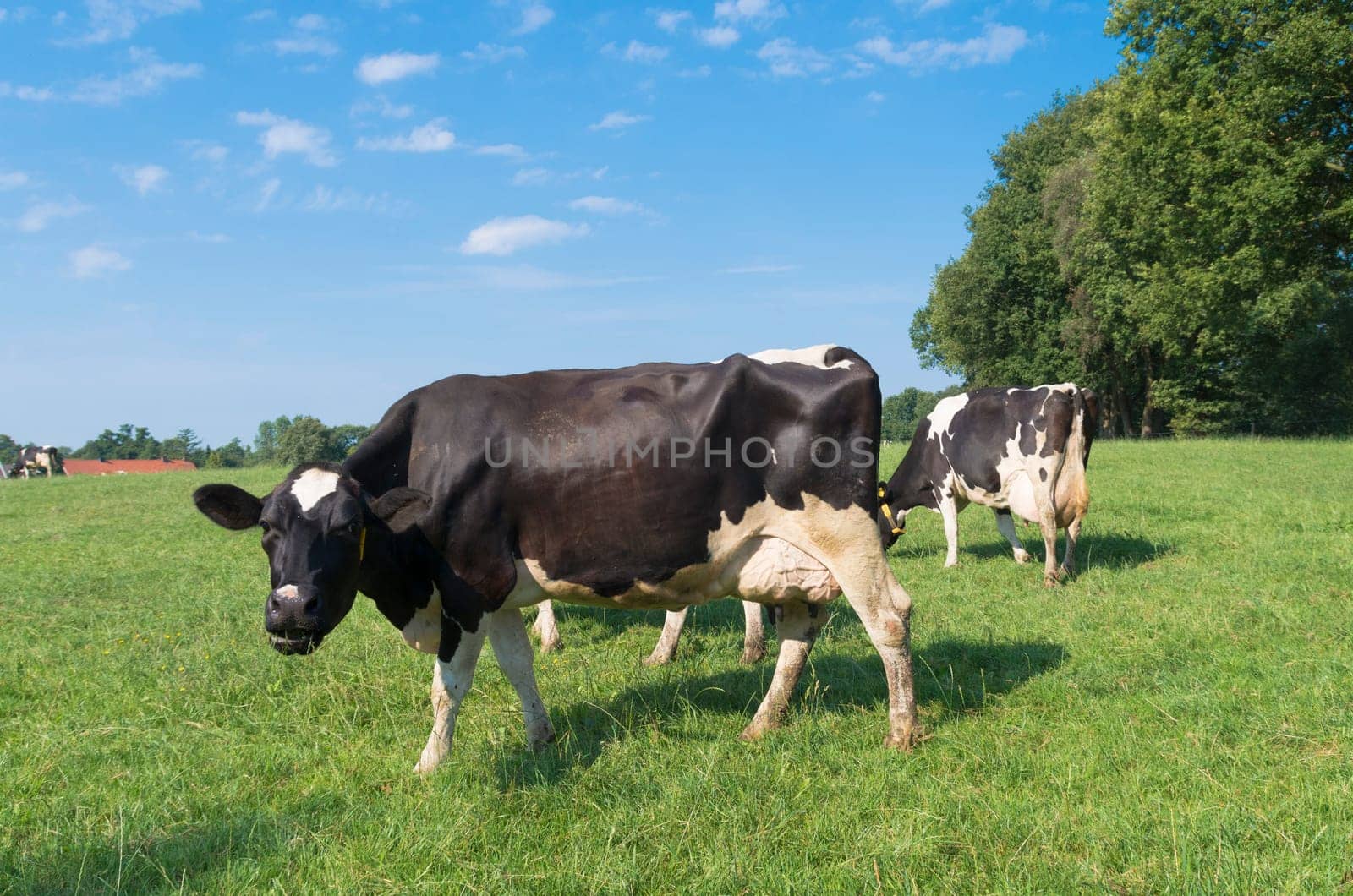 green meadow with grazing black frisian cows