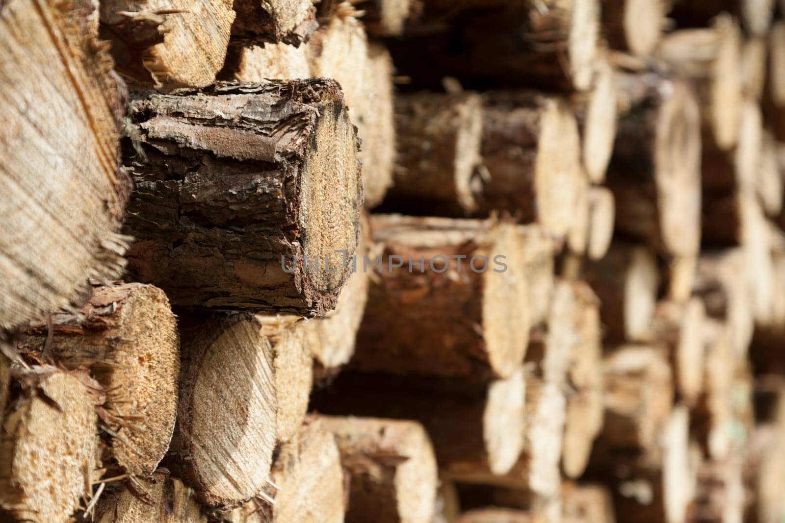 A single trunk protrudes from a stack of logs