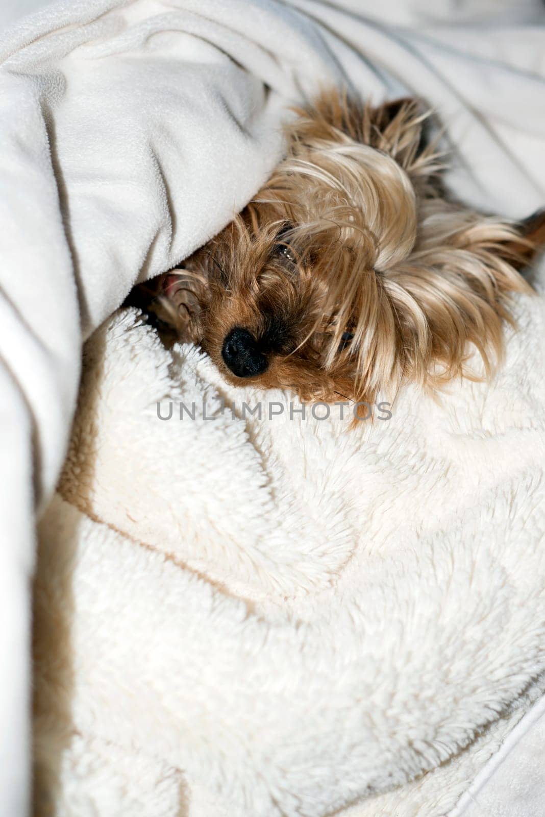 mini yorkie having a rest in a fluffy white blanket