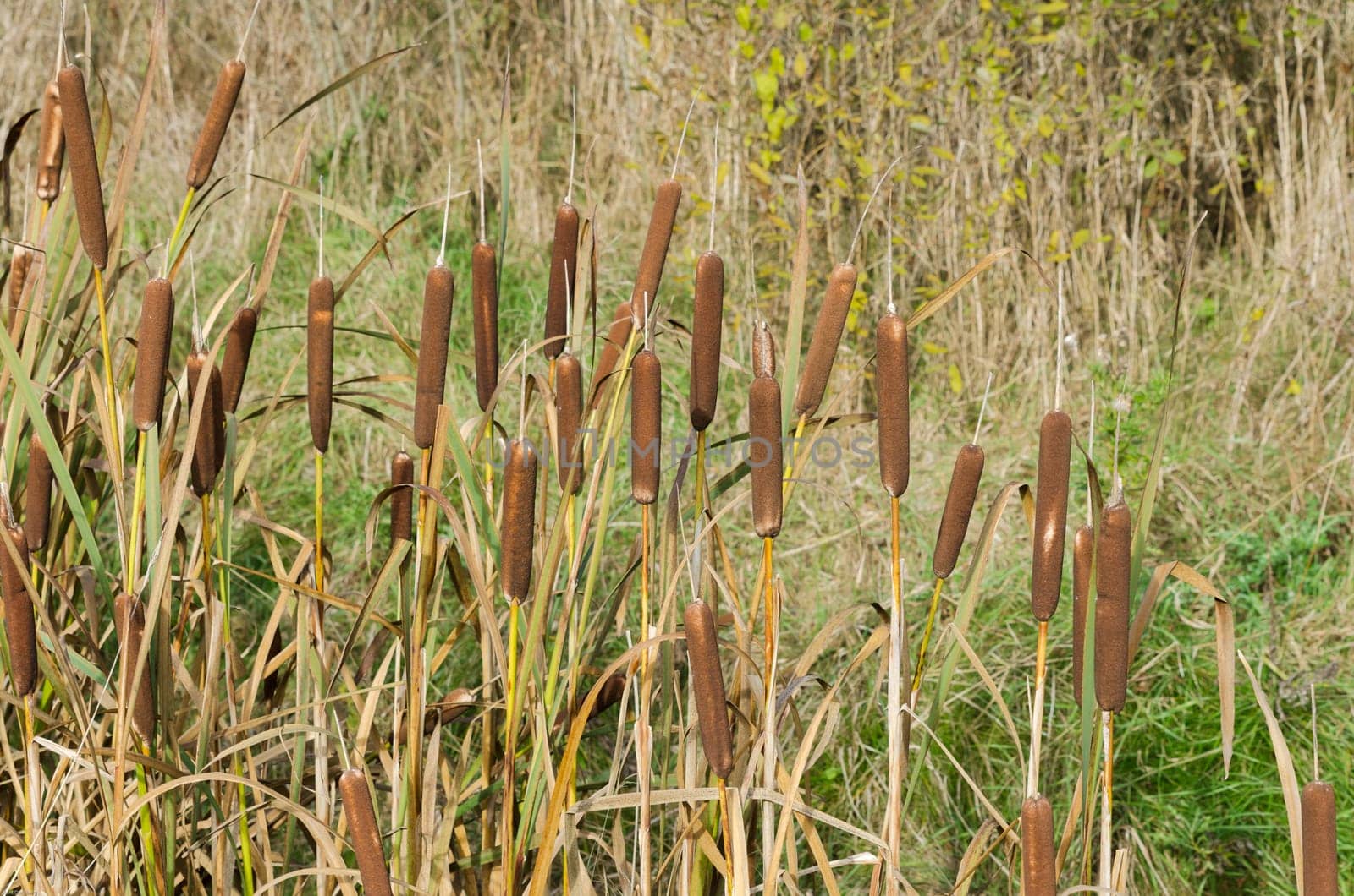 a lot of Reed piston in the grass