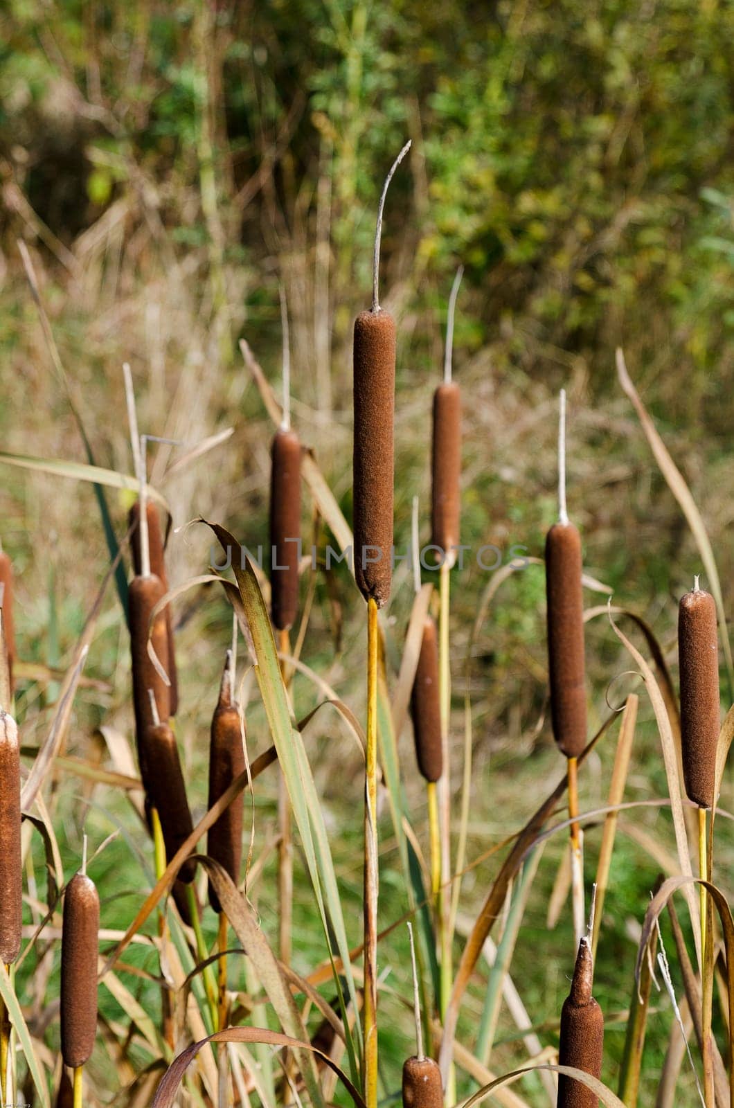 a lot of Reed piston in the grass