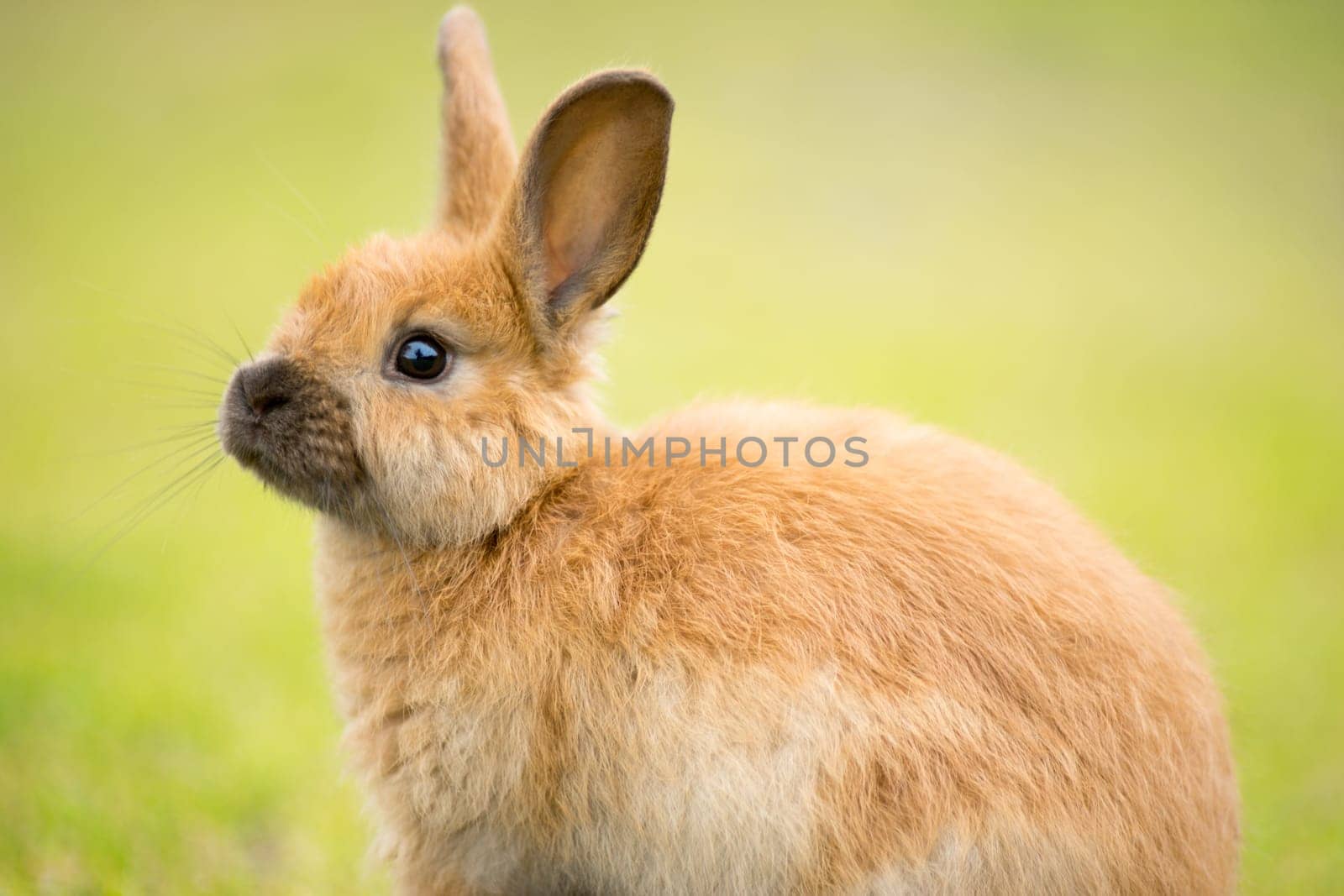 Valdez Alaska is filled with crazy little wild Bunnies