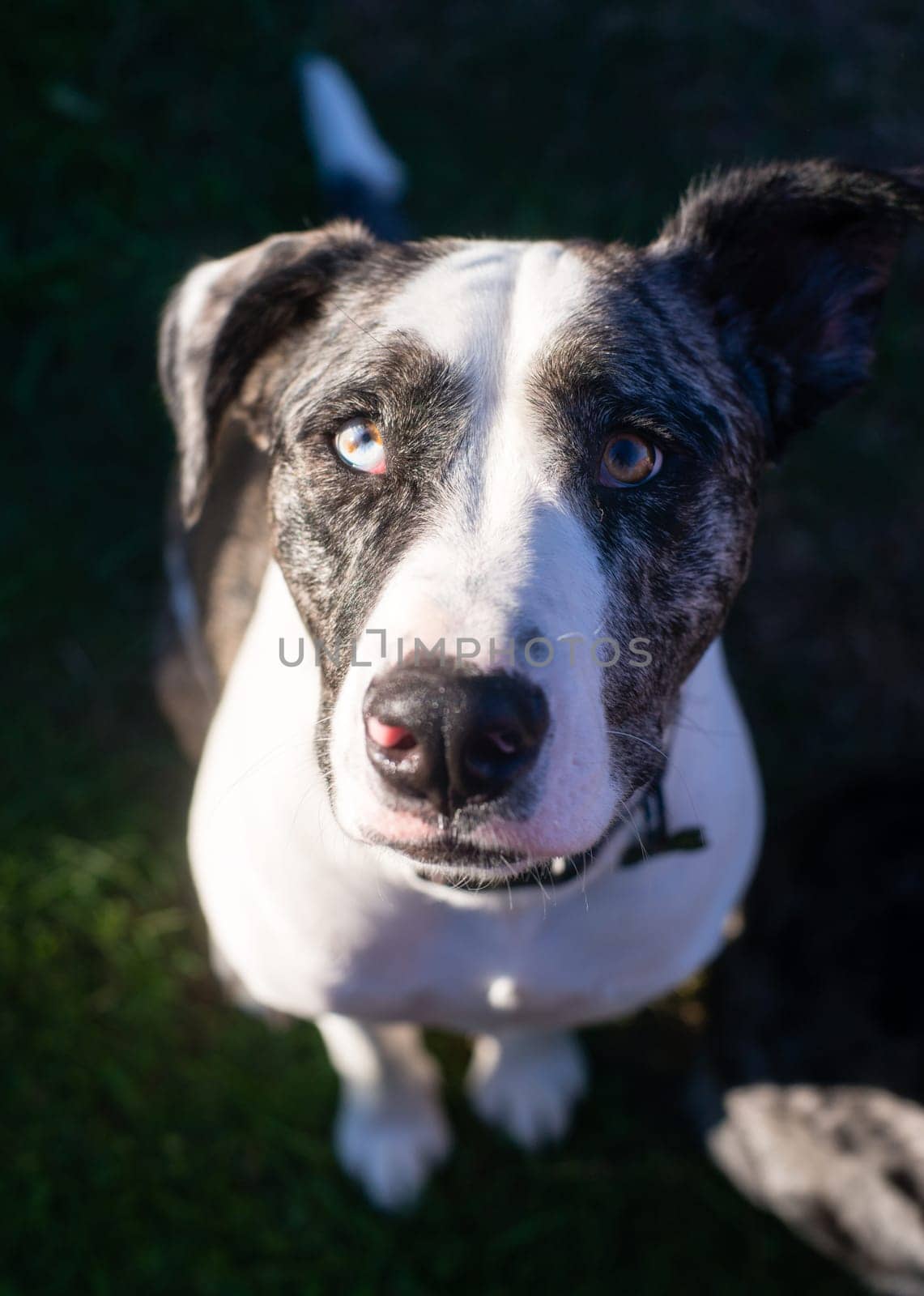 This unique dog looks at you with wonderful anticipation