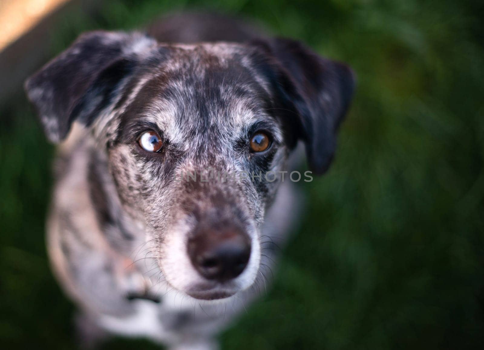 This unique dog looks at you with wonderful anticipation