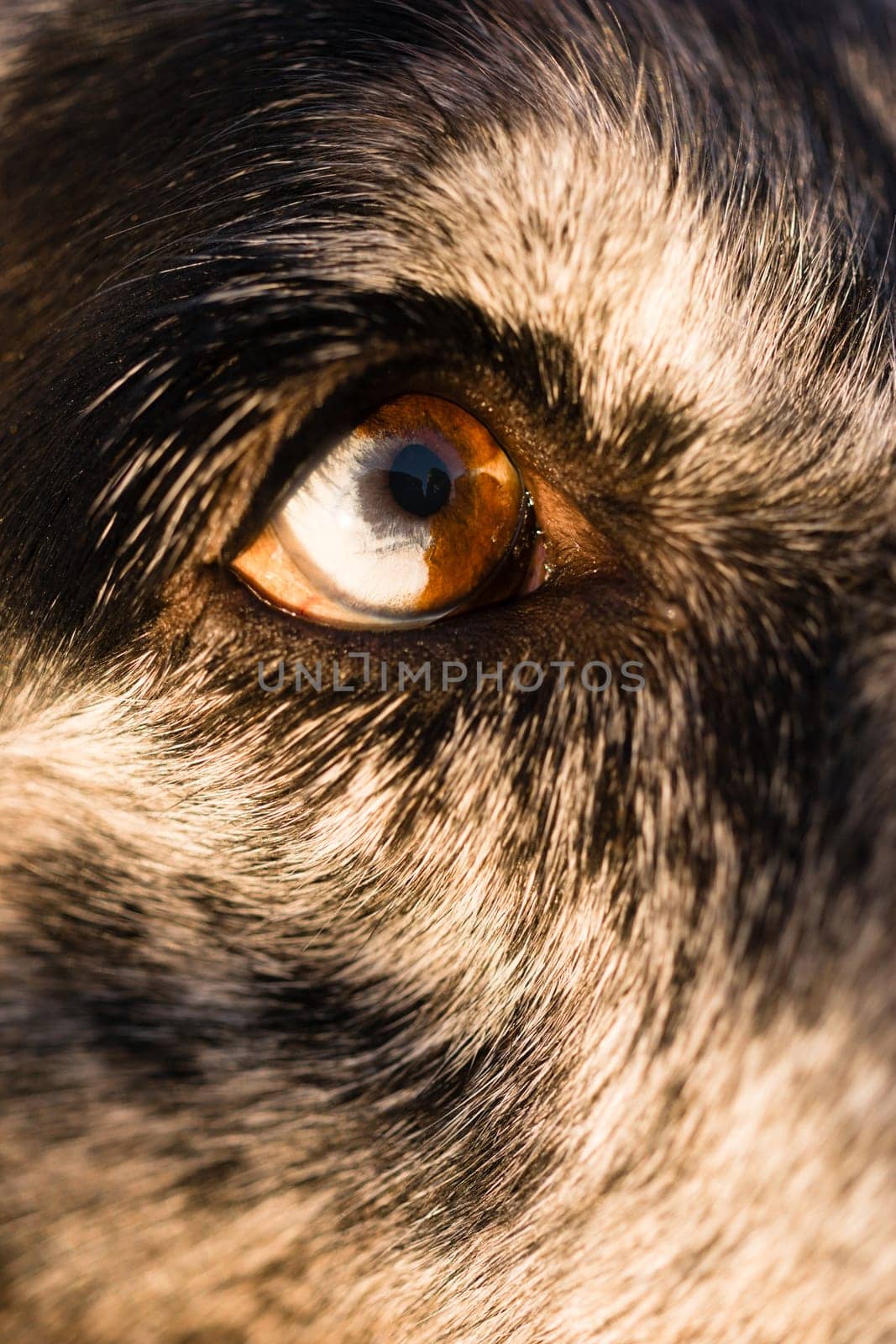 An animals eye is half white and brown making for an intense look