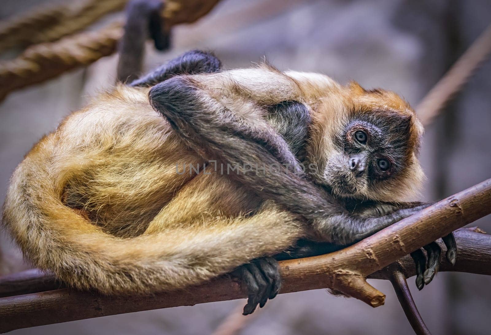 Geoffroy-Klammeraffe,(Ateles geoffroyi)