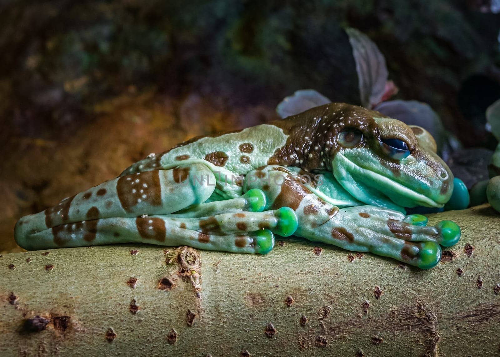 Cave toad frog
