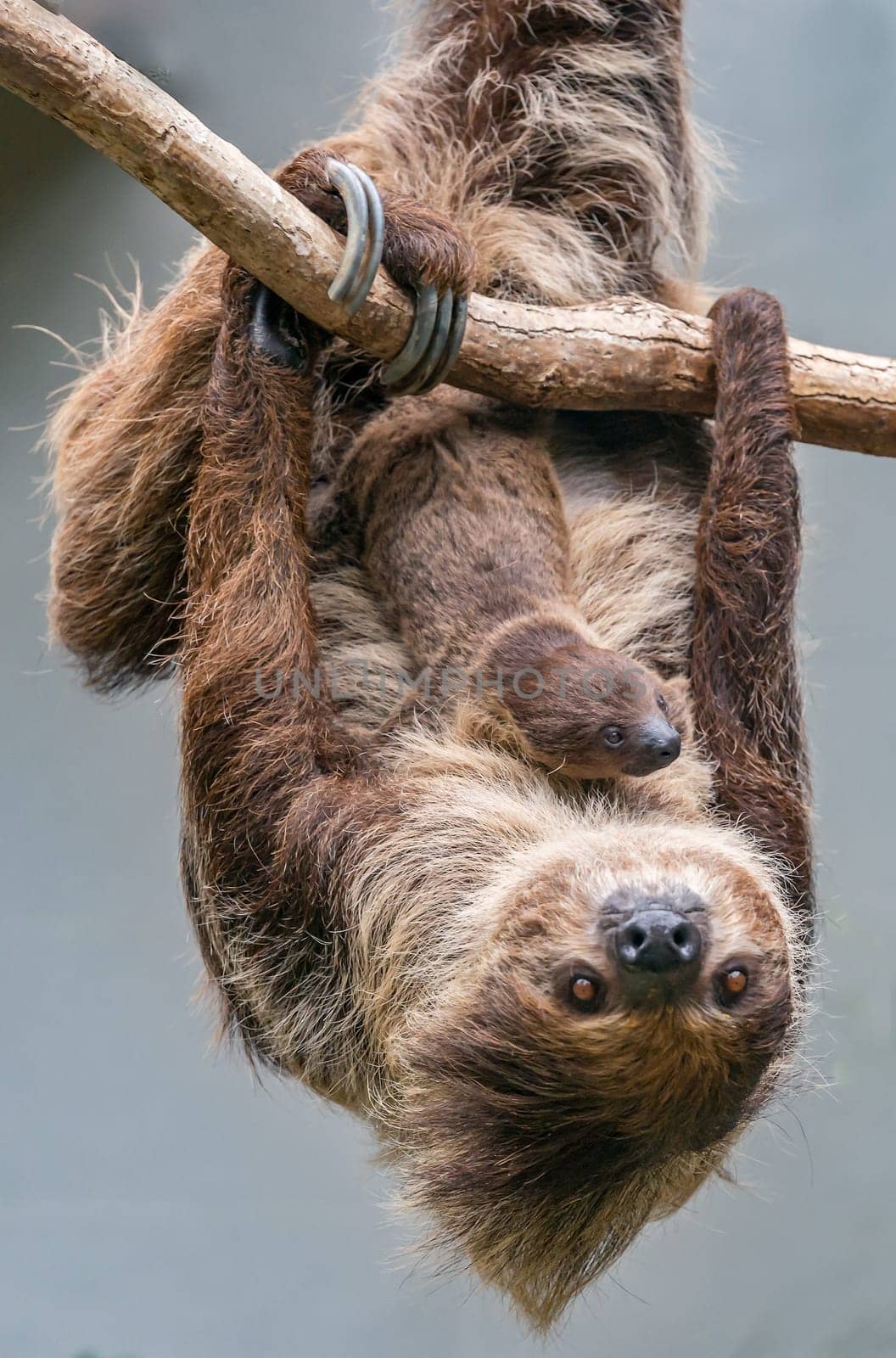 Sloth mother with 1 month old baby on her belly