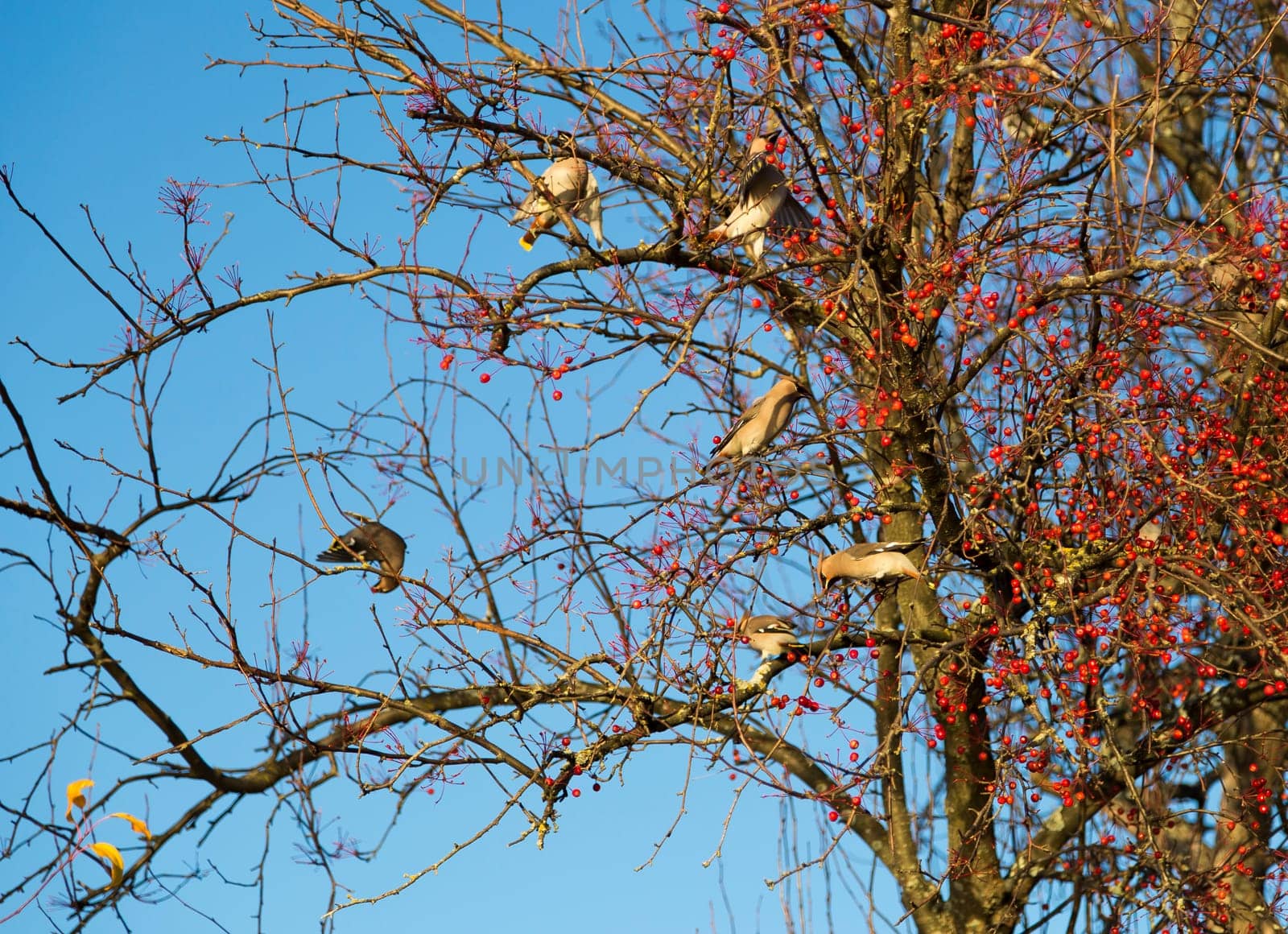 Waxwings Eating Berries from Tree.