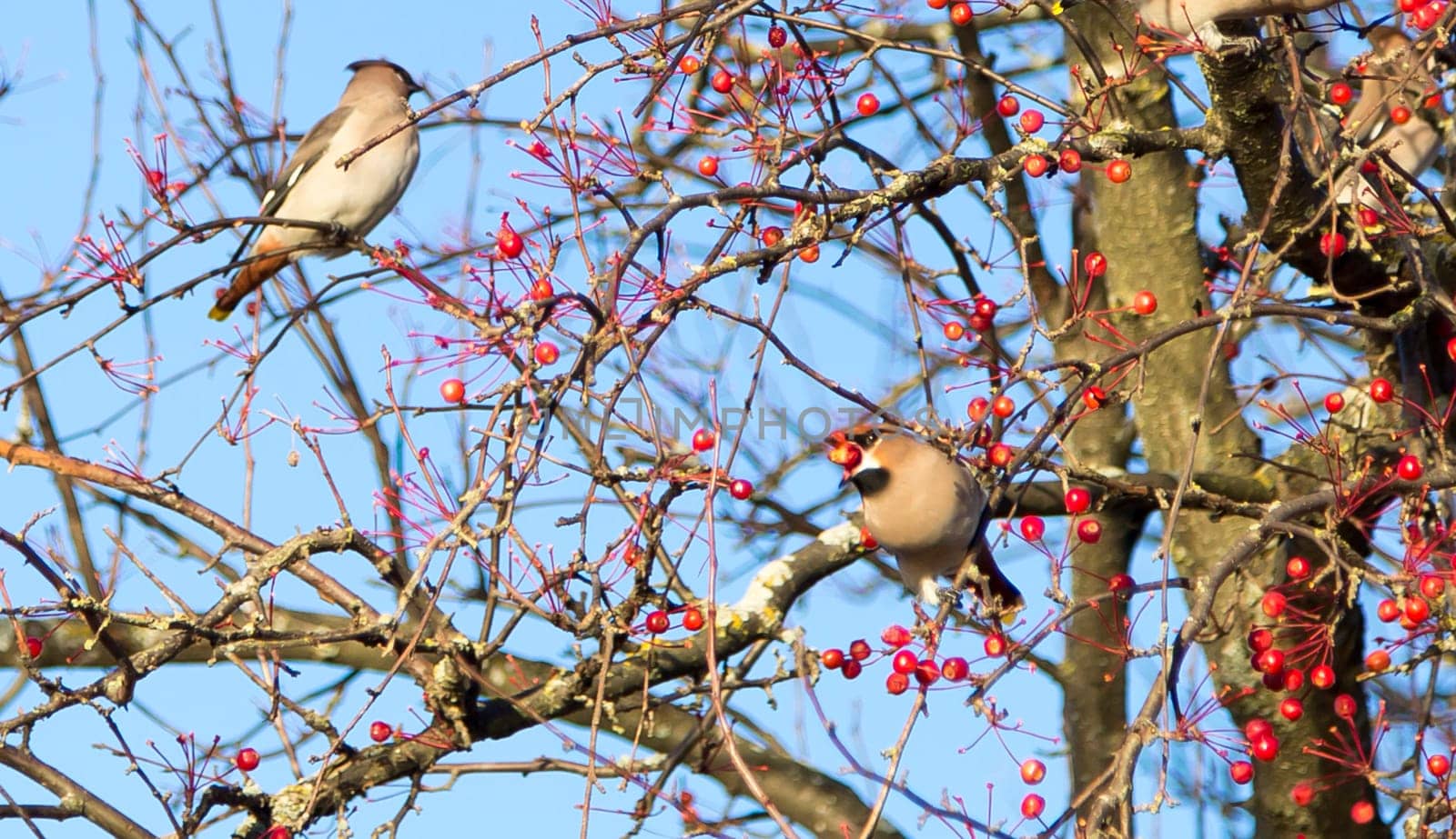 Waxwing Eating red berry. Blue sky behind it.