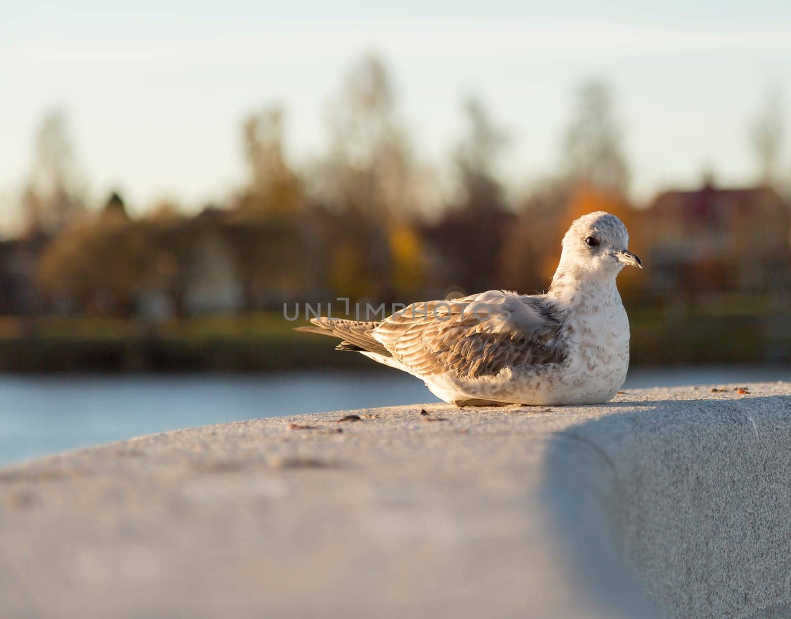 Young Seagull Resting on stone structure.
