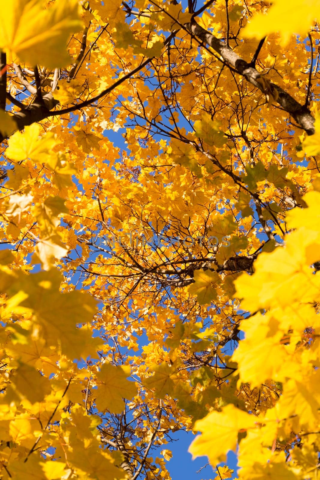 Inside Maple Tree in Autumn. Yellow Leaves and clear blue sky.
