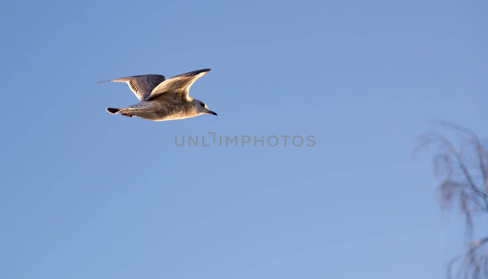 Young Seagull Flying with clear blue sky behind it.